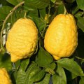 Citron cedrat géant - Citrus limonimedica maxima